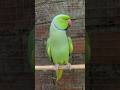 Mitthu Papa Ko Bulao Green Parrot Talking Green Parrot Video #papa #talkingparot #youtubeshorts