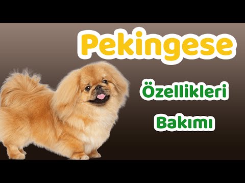 Video: Pekingese Bakımı Nasıl Yapılır?