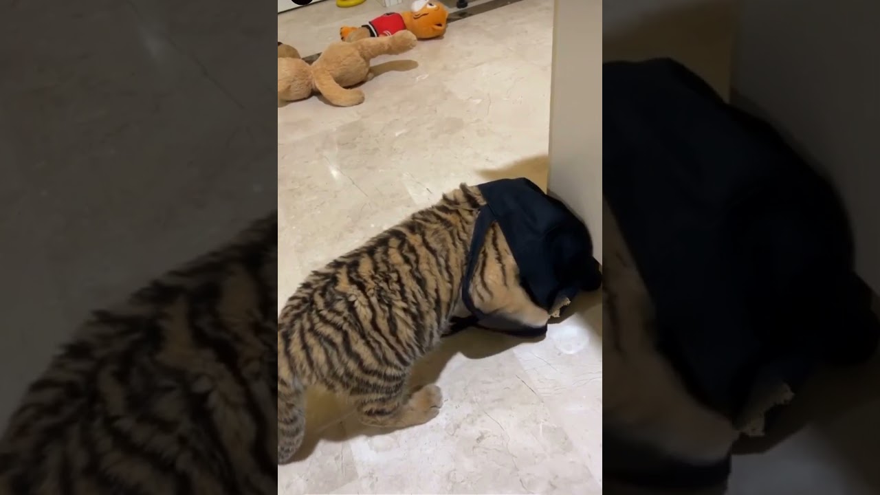 Funny animals. Funny baby tiger