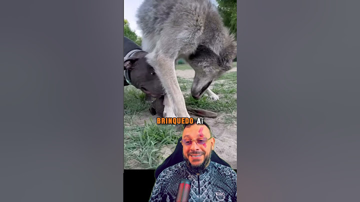 Pitbull X Lobo? Será?