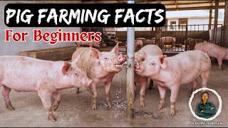 5 Incredible Things You May Not Know About Pig Farming