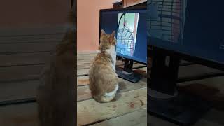 Cute cat enjoying movie for the first time by Manx Kitten 1,096 views 4 months ago 1 minute, 18 seconds