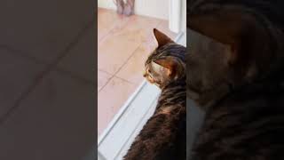 #capcut #memecut #cat #fatcat #shorts #tiktok #edit my fat cat (his name is Billy Jean so be nice)