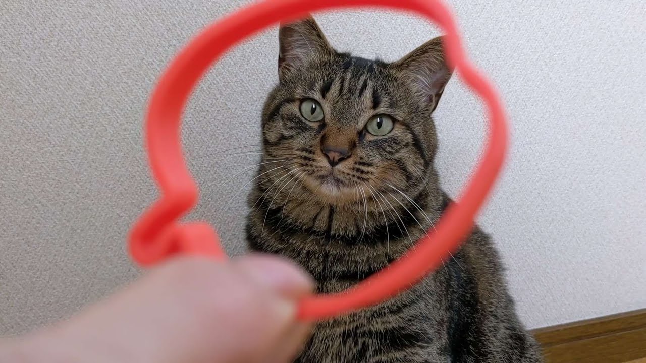 オモチャを取り返す猫 - YouTube