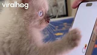 Kitty Plays Cockroach Game on Phone || ViralHog