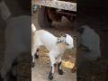 Meerut Mandi #azharvlogs #goat #youtubeshorts #animals #shorts #trendingshorts #viralshorts #viral