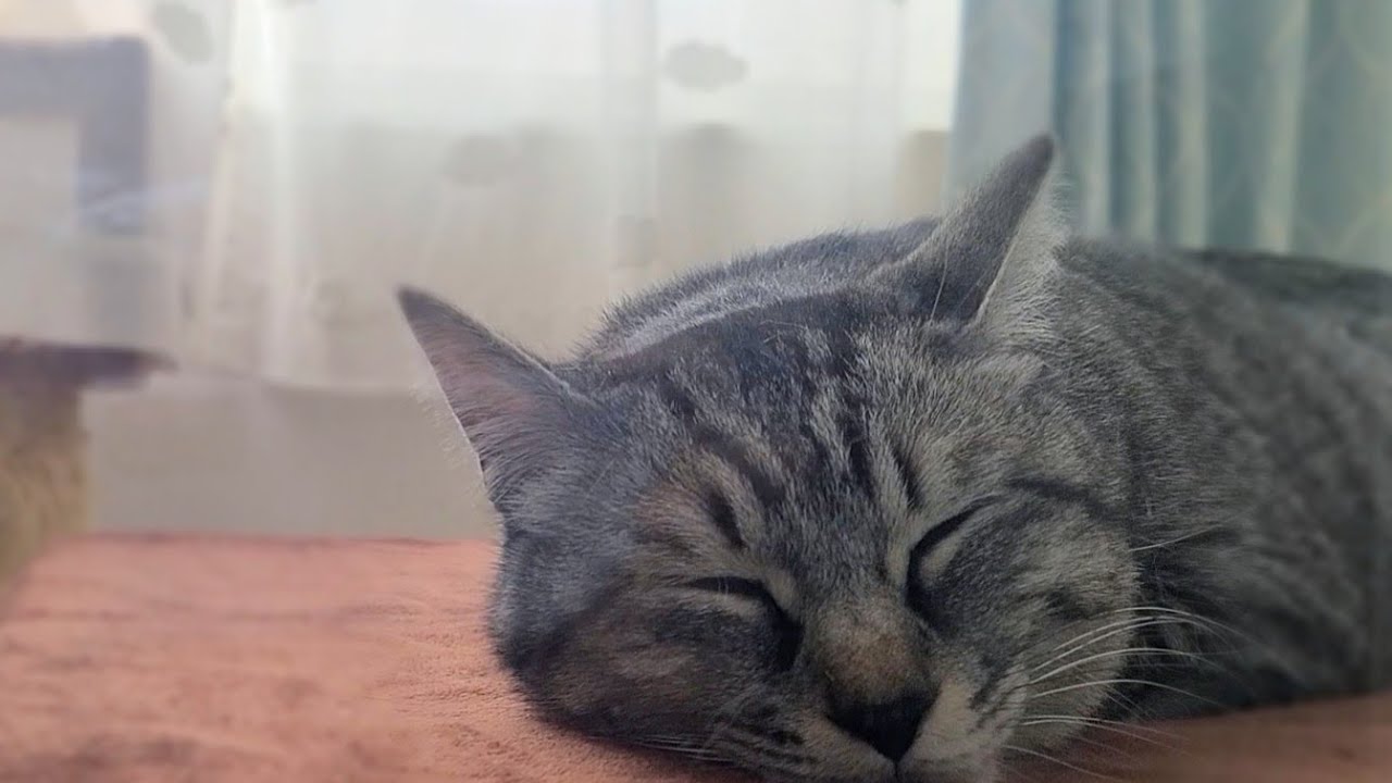 世界一可愛い猫ちゃん Part1 Youtube