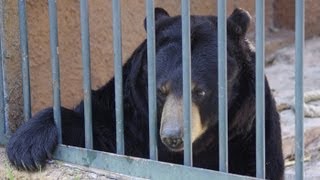 届きそうで届かない・・アメリカクロクマ~American Black Bear wants to take grass