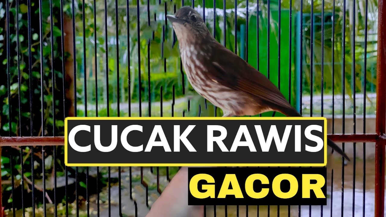 TEMBAKAN BURUNG CUCAK RAWIS