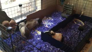 Guinea Pig Fight