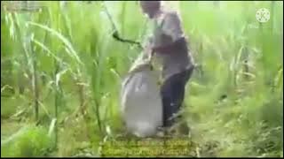 Video lucu wong ngarit