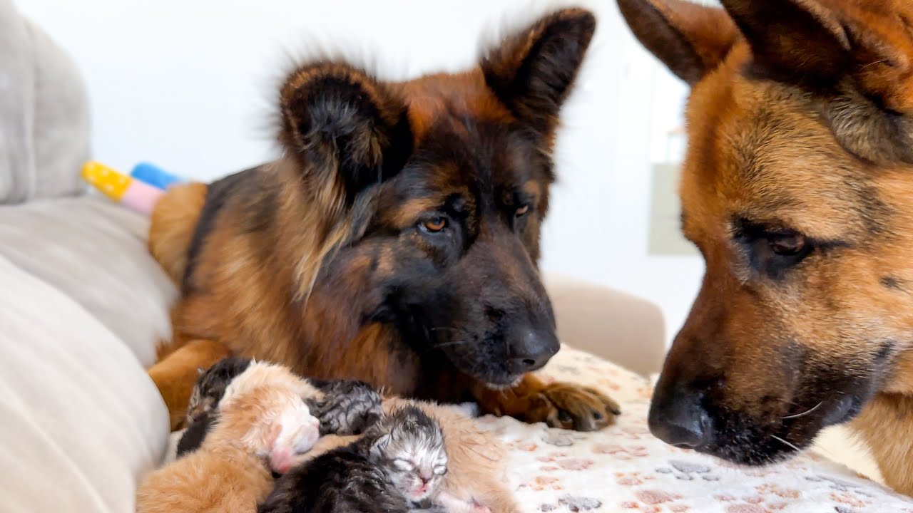 German Shepherd Protects Newborn Kittens from Another Dog!