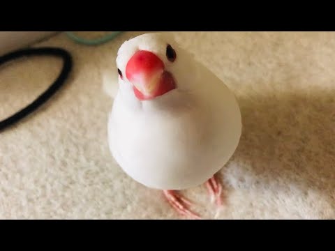 【文鳥】朝イチなでなでを待つハクちゃん【Java sparrow】A bird waiting for the owner to pet it