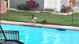 Ducks in the backyard -2016