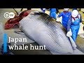 Japan commercial whaling: Outdated cruelty or sacred tradition? | DW News