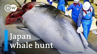 Japan commercial whaling: Outdated cruelty or sacred tradition? | DW News
