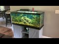 Criss karver channel is back in motion  with a tiger barb fish tank or angel fish tank