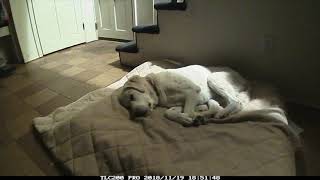Dog Sleeping Timelapse