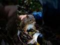 The Call of Hope 🎬 | Emotional Wildlife Rescue in 4K | Epic Paw Rescue #wildlife #rescue #4K