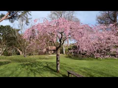 Parc Oriental de Maulévrier - Hanami 2023