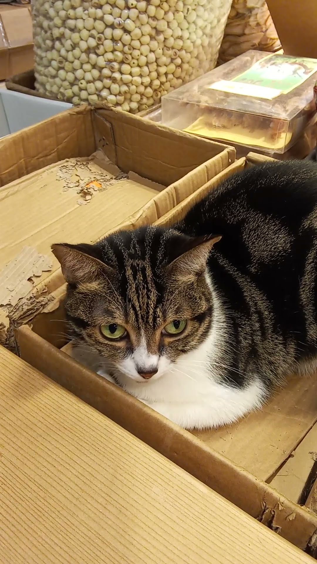 😾💖#猫咪 - YouTube