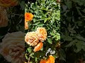سمینی عاشق مجنون سمینی عاشق مجنون