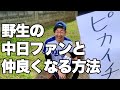 【野生の中日ファン】懐かせてみよう!