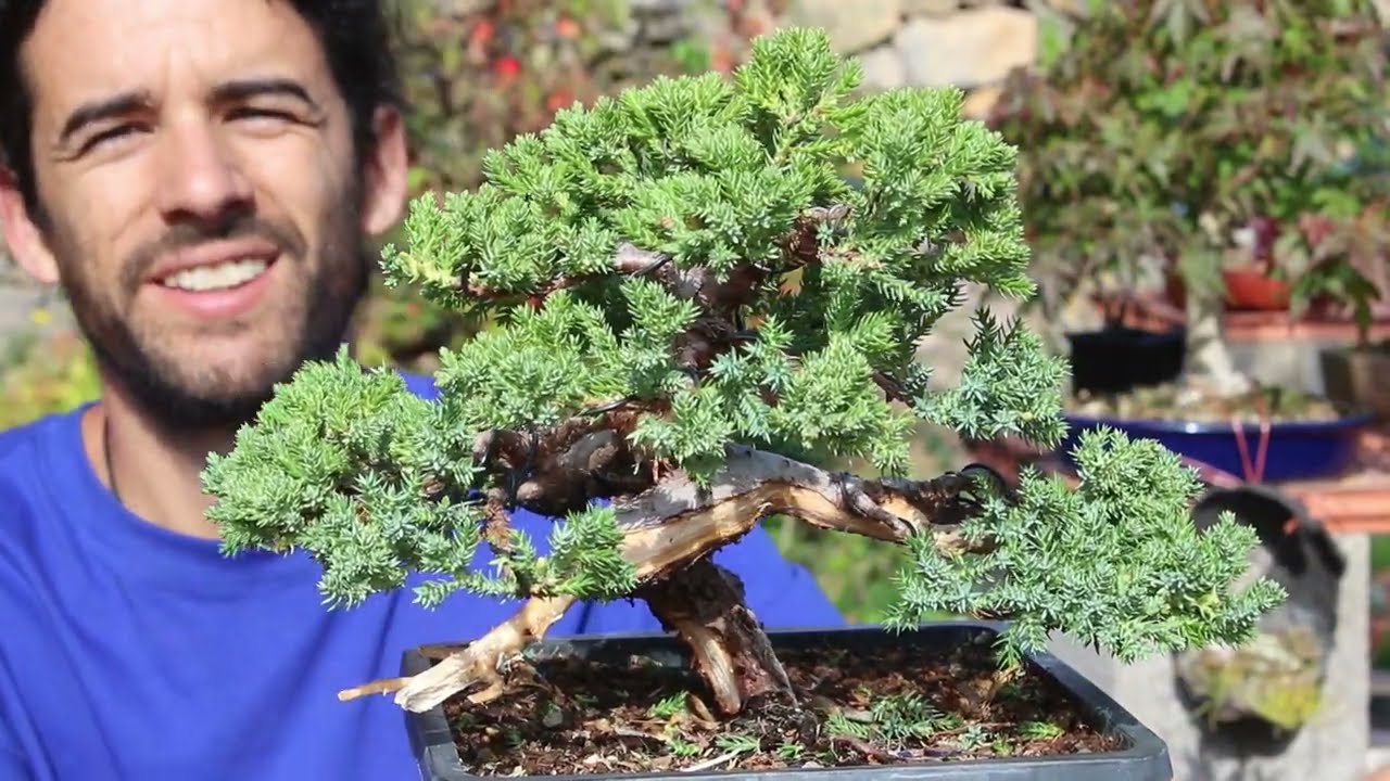 ¿Cómo hacer un bonsai paso a paso? 4 años de evolución de un sonare desde cero