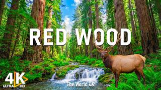 Redwood National Park 4K UHD – Towering Giants, Ancient Forests & Timeless Beauty screenshot 4