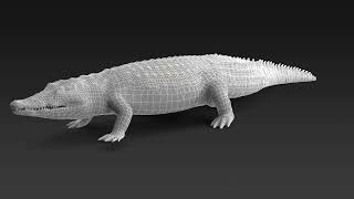 Animated Crocodile Walking Rigged | 3D Molier International