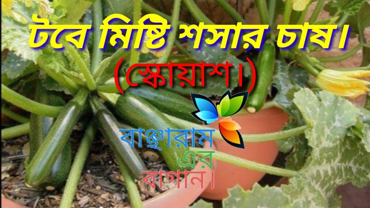 টবে মিষ্টি শসার চাষ।(স্কোয়াশ)/How to grow and care zucchini.squash