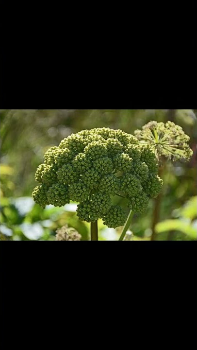 FLOWERING PLANT - COULD CURE JUST ABOUT EVERYTHING? - Interesting facts in English #Shorts