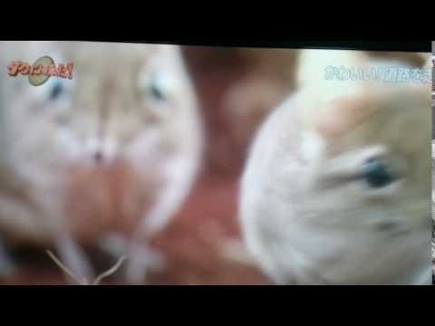 ハネジネズミ Youtube ハネジネズミ Youtube