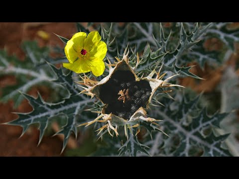 Vídeo: As folhas de cardo são comestíveis?