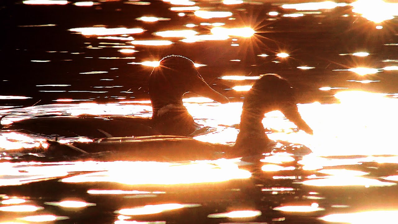 Кряква (Anas platyrhynchos) - Mallard | Film Studio Aves