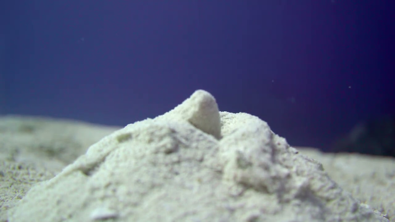 acorn worm sand pile