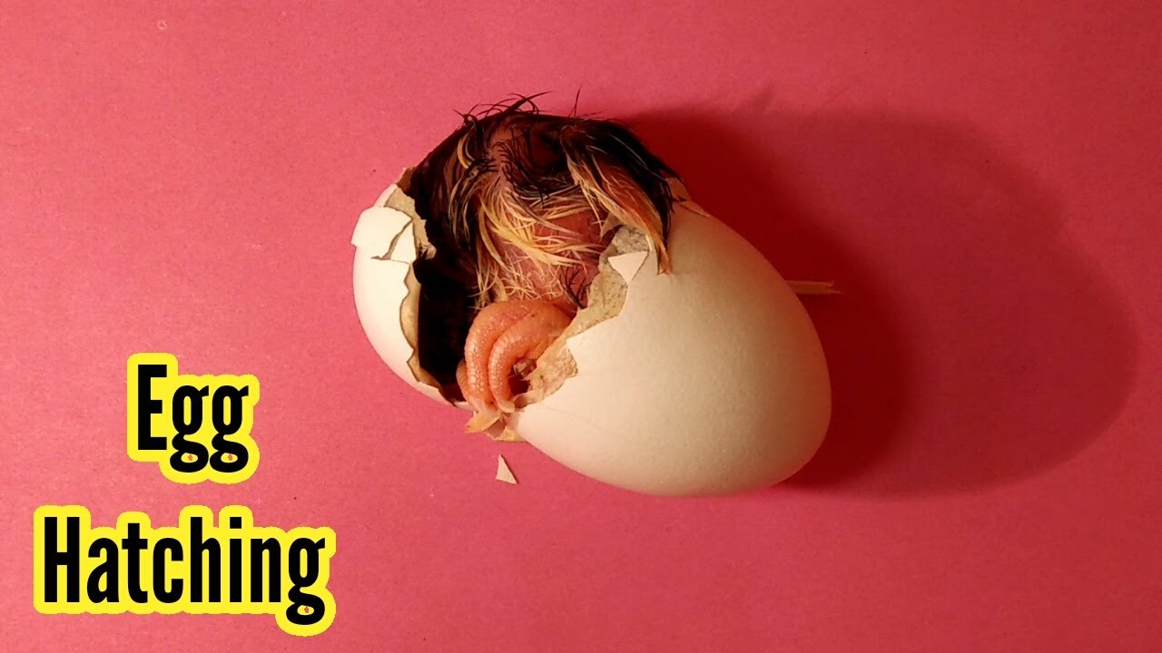 Red Page Egg Hatching / تفقيس البيض / Chick Beak Ka Kamal / 3MB Vlogs