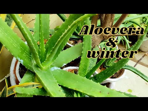 Aloevera & Winter | Winter Season Care of Aloe Vera Plant | Complete Guide  on Care and Grow
