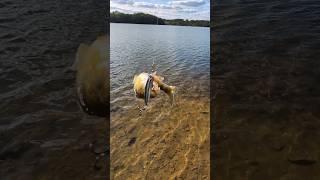 Catching a Yellow Perch with Rapala ULM-4 Ultra Light Minnow fishing lure #fishing