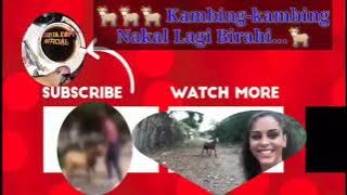 Kambing VS Cewek montok || Kambing Gokil....Birahi Salah Sasaran... Aaauch Kasihan !!!