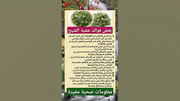بعض فوائد عشبة الشيح 