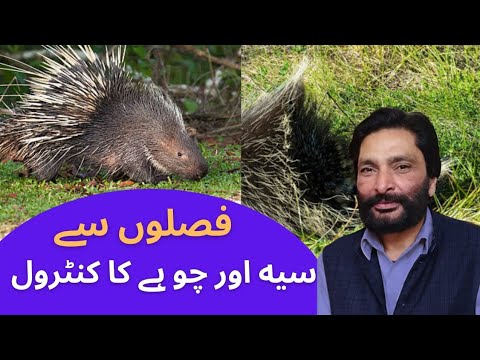 How to Control Porcupine And Rats From Crops | Clinic Agro Farm