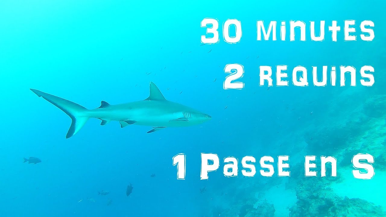 Plonger avec des requins