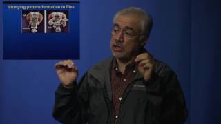 SF2UF Dr. Diego Rincon-Limas: Modeling human diseases in the fruit fly Drosophila melanogaster