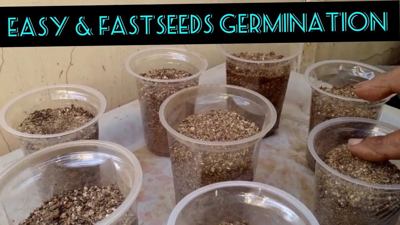 Easy & Fast Seeds Germination Process / Easiest Way to Germinate any