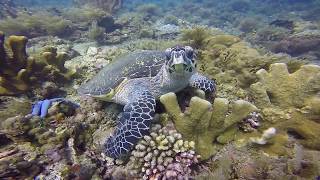 Dive in Pyramids with Abyss Dive Center Bali
