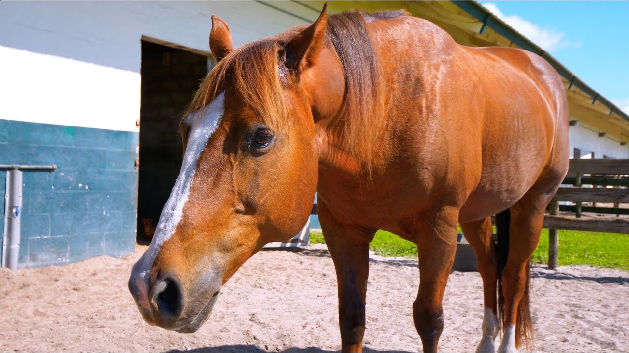 1000 NW 50th Dr, Okeechobee, FL 34972