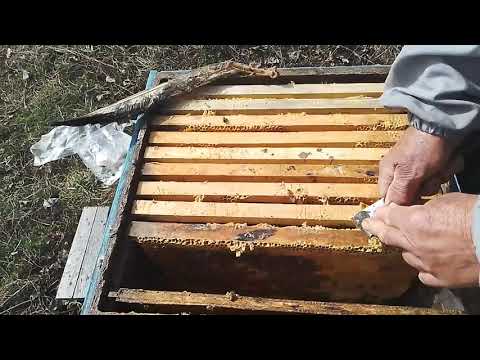 Bee development in spring Karnika Troizek 1075 .13 April