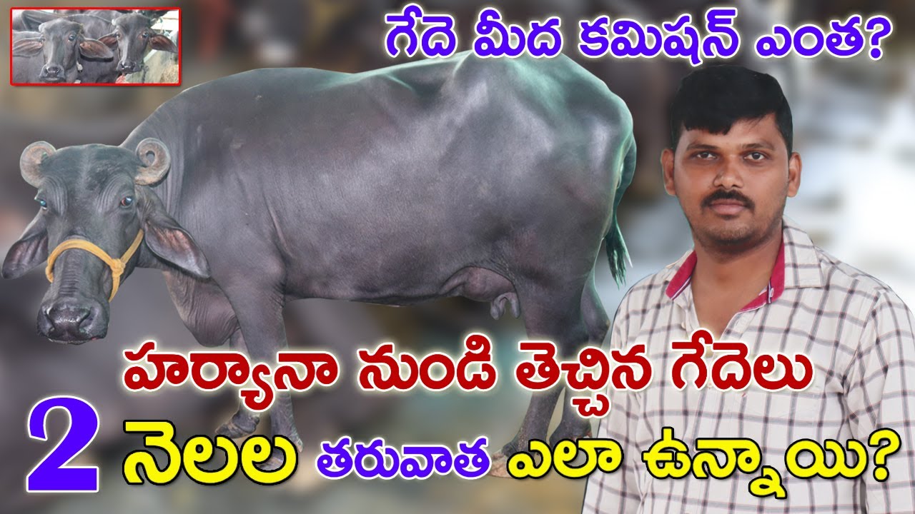 Murrah Buffaloes for sale | | హర్యానా గేదెలు నా ఫార్మ్ కి వచ్చాక?దూడలు ఎలా ఉన్నాయి?CBNews