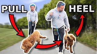 How to Stop Your Dogs Leash Pulling NOW